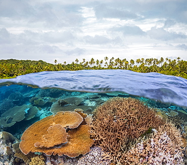 Split view with a coral reef below the water's surface and palm trees covering the island above, Fiji