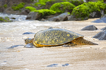 A Green sea turtle (Chelonia mydas), an endangered species, makes it’s way from the beach back into the Pacific Ocean, Maui, Hawaii, United States of America