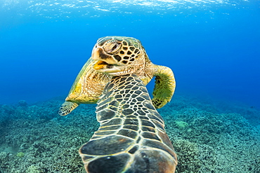 This Green sea turtle (Chelonia mydas), an endangered species, is rubbing it's chin on it's shoulder, Hawaii, United States of America