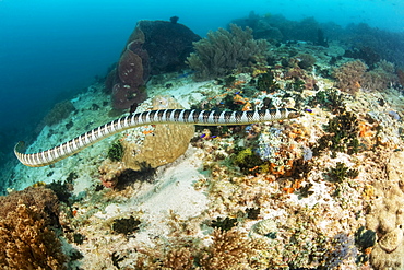 Venomous Banded yellow-lipped sea snake (Laticauda colubrina), also known as a sea krait, Philippines