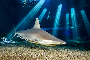 Although rarely seen in the ocean by divers, the Sandbar shark (Carcharhinus plumbeus) is likely the most numerous of all shark species found in Hawaii. This individual was photographed at the Maui Ocean Center Aquarium, Maui, Hawii, United States of America