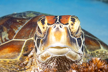 A close look into the eyes of a Green sea turtle (Chelonia mydas), an endangered species, Philippines