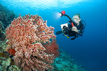 A photographer lines up with a camera in a housing to shoot a large red soft coral fan, Indonesia