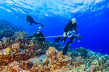 Research divers from the MOC Marine Institute map out coral damage at Molokini Marine Preserve off the island of Maui, Hawaii. In the future, data from here will help to determine the health of Hawaii's reefs, Maui, Hawaii, United States of America