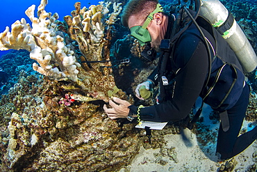 A research diver from the MOC Marine Institute glues broken coral back together at Molokini Marine Preserve off the island of Maui, Hawaii. The coral is tagged and will be monitored, Maui, Hawaii, United States of America