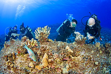 Research divers from the MOC Marine Institute glue broken coral heads back together and map out coral damage at Molokini Marine Preserve off the island of Maui, Hawaii. In the future, data from here will help to determine the health of Hawaii's reefs, Maui, Hawaii, United States of America