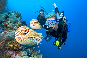 Chambered nautilus (Nautilus pompilius) and divers, Palau, Micronesia