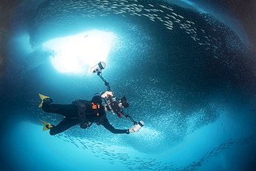 A photographer under a massive school of millions of sardines, Moalboal, Cebu, Central Visayas, Philippines