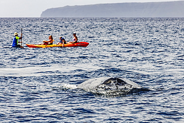 A Humpback Whale (Megaptera novaeangliae) slips below the surface at Maui not far from onlookers on a paddleboard and a sea kayak near Maui, Hawaii, United States of America