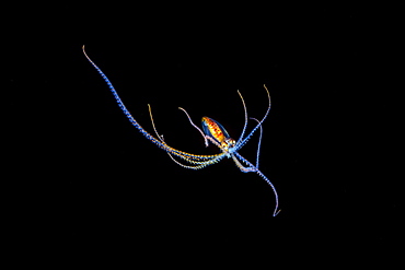 This larval stage of a long arm octopus, Octopus sp. is no more that five inches across (as pictured) and was photographed at night in midwater several miles off the Kona Coast during a blackwater dive, Island of Hawaii, Hawaii, United States of America