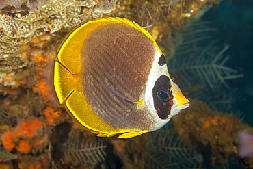 The Philippine butterflyfish (Chaetodon adiergastos) is also known as a Panda butterflyfish, Bali, Indonesia