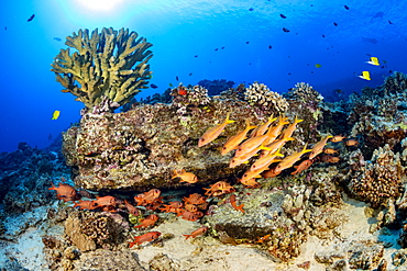 Hawaiian reef scene with soldierfish and goatfish, Hawaii, United States of America