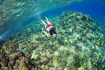 Young woman in red bikini snorkels over coral reef, Molokini, Hawaii, United States of America