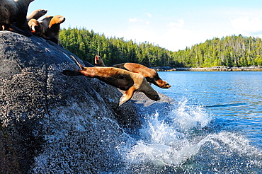 Stellar sea lions, Canada, North America 