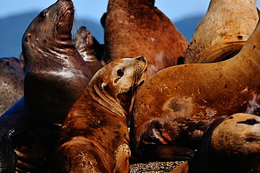 Sea lions in the Great Bear Rainforest, British Columbia, Canada, North America 