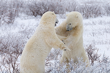 Polar bears sparring, Wapusk National Park, Manitoba, Canada, North America 