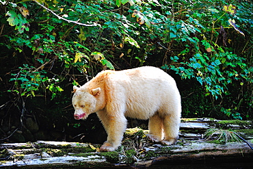 Spirit bear (Kermode bear), Great Bear Rainforest, British Columbia, Canada, North America 