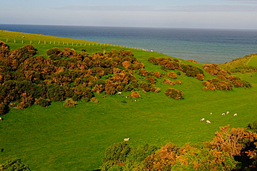 Sheep and the rolling hills to the ocean, Otago, South Island, New Zealand, Pacific