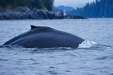 Humpback whale dives in the Pacific, Great Bear Rainforest, British Columbia, Canada, North America 