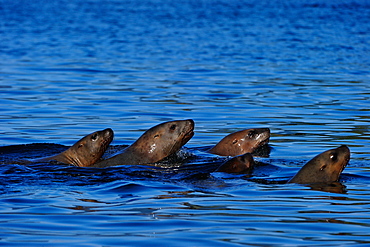 Sea lions moving together in sea, Great Bear Rainforest, British Columbia, Canada, North America 