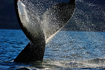 Humpback whale tail, Great Bear Rainforest, British Columbia, Canada, North America 