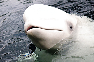 Beluga whale, Churchill, Manitoba, Canada, North America