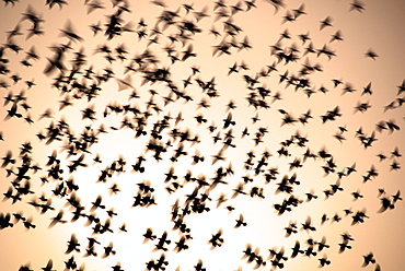 Doves in flight, Maharashtra, India, Asia