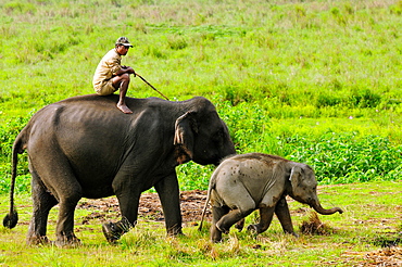 Elephant and mahout, Kaziranga, Assam, India, Asia