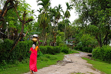 Woman carrying water, Assam, India, Asia 