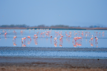 Flamingos feed on the brackish water in Little Rann of Kutch, Gujarat, India, Asia 