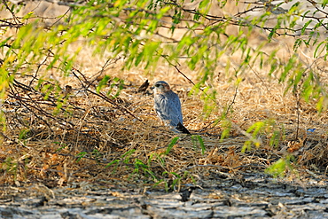 Merlin, a critically endangered bird in Little Rann of Kutch, Gujarat, India, Asia