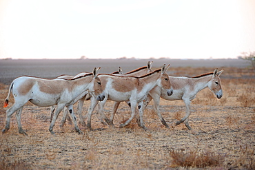 Wild ass roaming the Wild Ass Sanctuary, Gujarat, India, Asia 