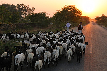 Shepherd and flock returning home as the sun sets, Gujarat, India, Asia 