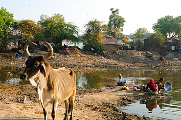 Washing vessels in stagnant water of pond also used by cattle, behind houses, Gujarat, India, Asia