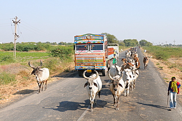 Cows blocking the highway traffic in India, Gujarat, India, Asia