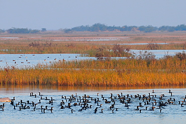 Cormorants on the lake in rural India, Gujarat, India, Asia 