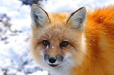 Red fox, Wapusk National Park, Manitoba, Canada, North America 