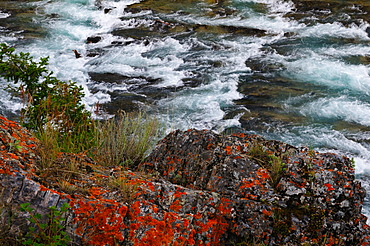 Bow River and lichens along the river, Banff, Canada, North America