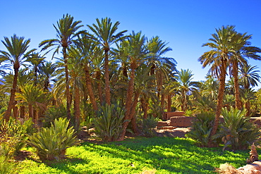 Oasis at Tamnougalt, Morocco, North Africa, Africa