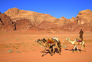 Bedouin and camels, Wadi Rum, Jordan, Middle East