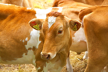 Guernsey cows, Guernsey, Channel Islands, United Kingdom, Europe