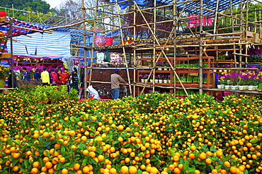 Chinese New Year Flower Market, Hong Kong, China, Asia