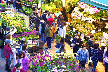 Chinese New Year Flower Market, Hong Kong, China, Asia