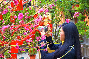 Cherry blossom trees with Lai See Red Envelopes for Chinese New Year, Hong Kong, China, Asia