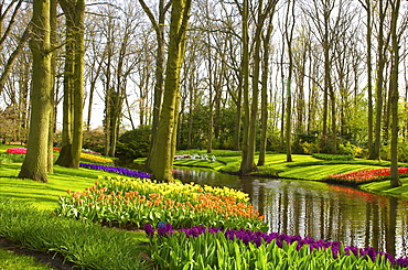 Flowers at Keukenhof Gardens, Lisse, Netherlands, Europe