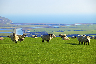 Sheep with Cuckmere Haven in the background, East Sussex, England, United Kingdom, Europe