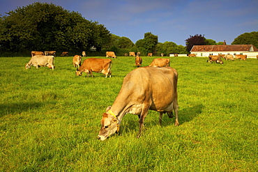 Jersey Cattle, Jersey, Channel Islands, Europe 