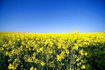 Yellow rapeseed field, East Yorkshire, Yorkshire, England, United Kingdom, Europe