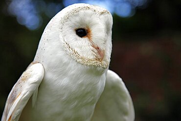 White owl, Sutton-on-the-Forest, York, North Yorkshire, Yorkshire, England, United Kingdom, Europe