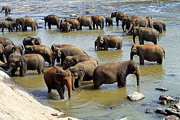 Asian elephants in Maha Oya River, Kegalle, Sabaragamuwa, Sri Lanka, Asia